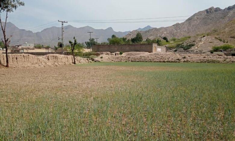 Mohmand District Farmers Struggle Amid Climate Change - Vimarsana News