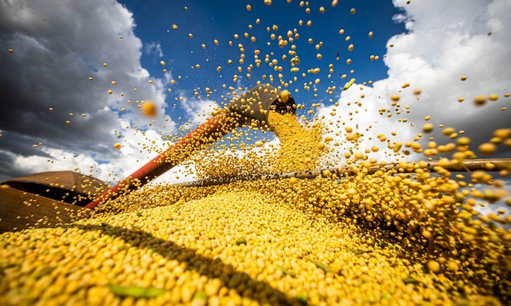 Brazil'S Foodgrain Output Likely To Touch 315 Tonnes - Vimarsana News