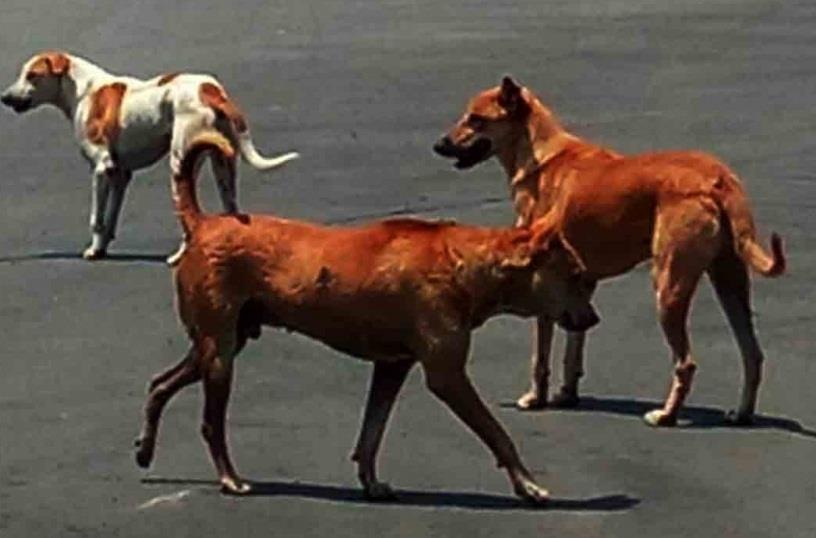 Kerala Stray Dog Menace: BJP, CPI(M) Blame Each Other - Vimarsana News