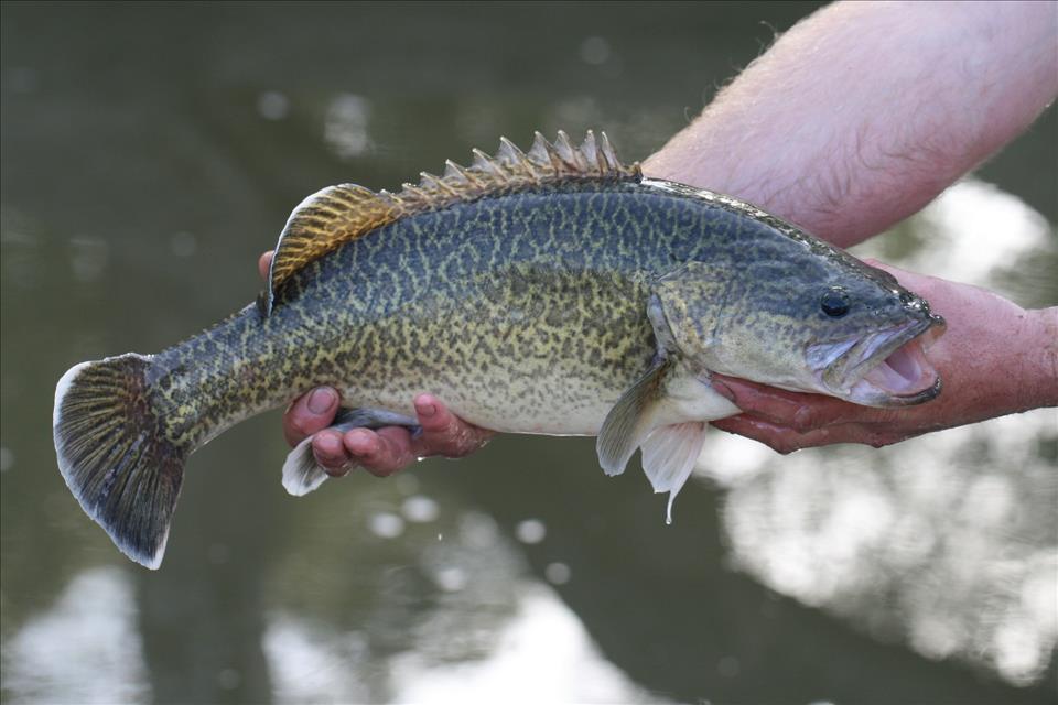 Hungry Gold Miners Created Victoria's Murray Cod Fisheries And We're Still Dealing With The Consequences - Vimarsana News