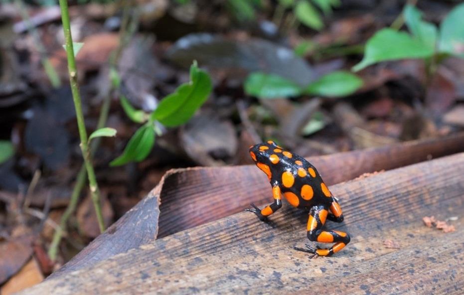 CITES To Review Trade In Wild, Captive-Bred Animals - Vimarsana News