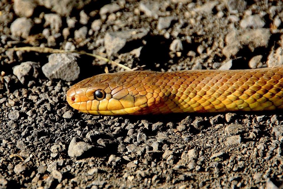 Agra: Snake Gets Trapped In Bathroom Sink, Rescued - Vimarsana News