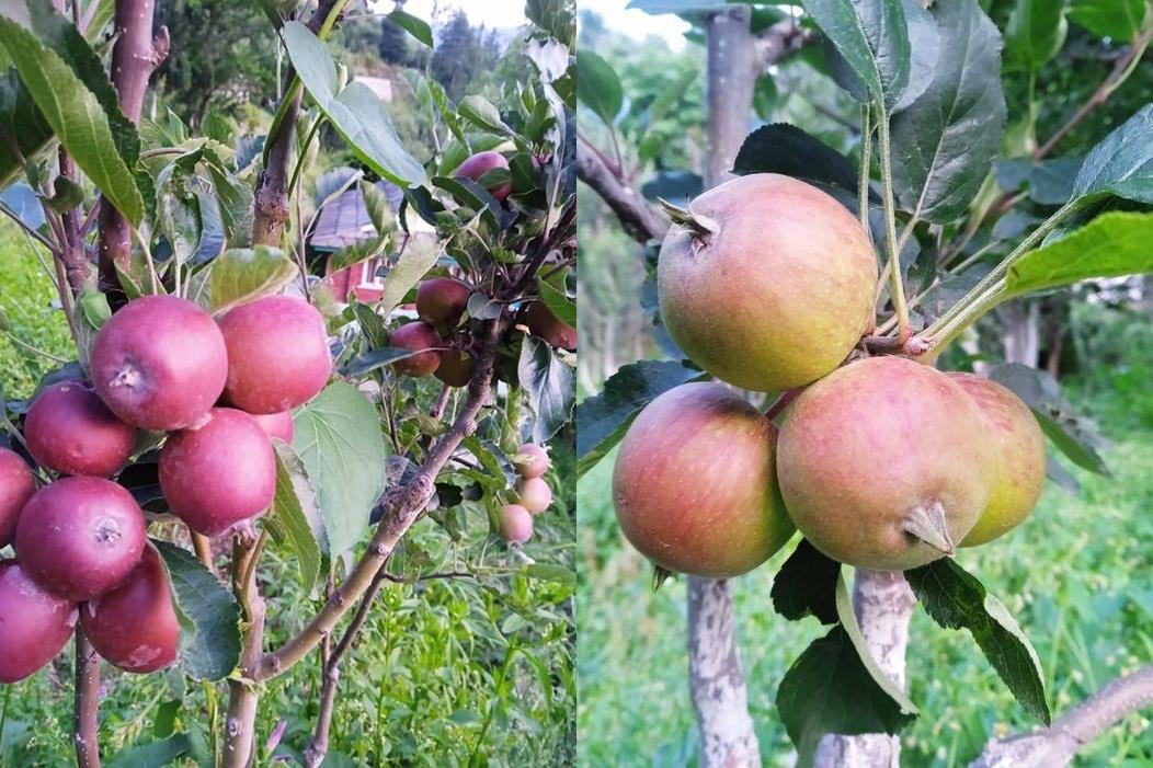 Freak Weather, Hailstorms May Impact Flavour, Quantities Of Himachal Apples - Vimarsana News
