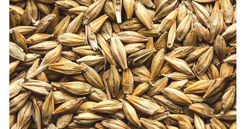 Barley Market Size, Share, Key Players, Industry Overview, Analysis, Latest Insights And Forecast 2023-2028 - Vimarsana News