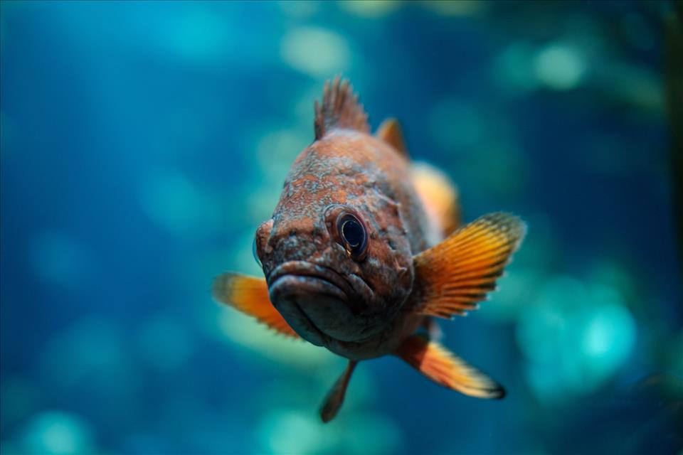 The World's Fish Are Shrinking As The Climate Warms. We're Trying To Figure Out Why - Vimarsana News