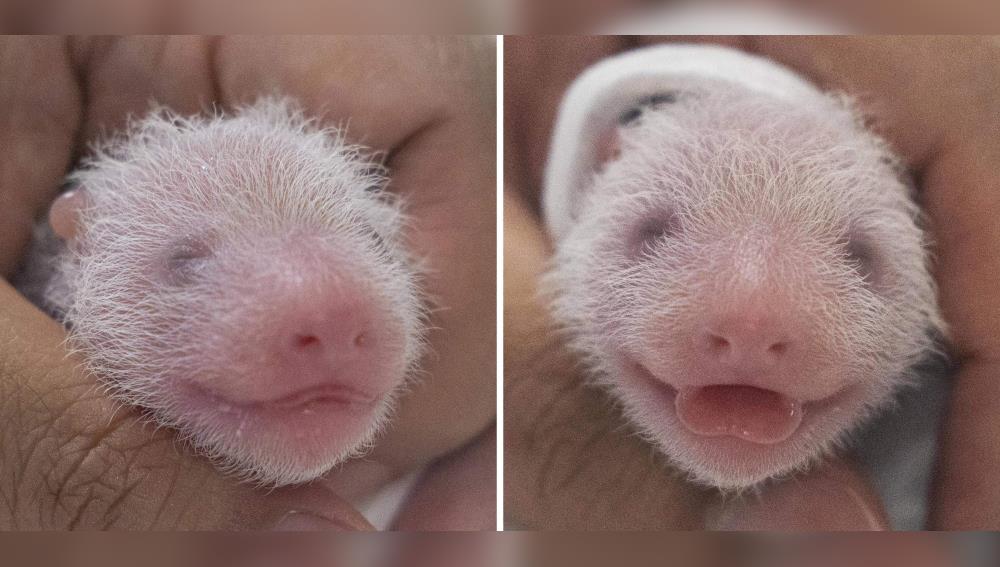 South Korea Welcomes Birth Of First Giant Panda Twins