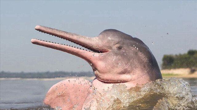 Scientists Listen To Sounds Of Endangered Dolphins Via Artificial