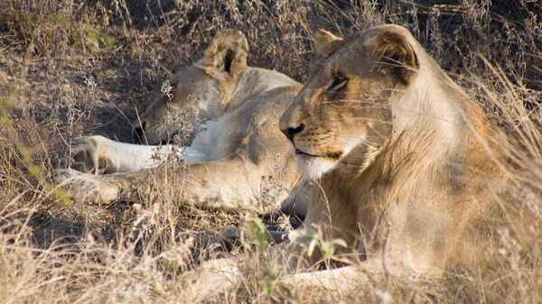 World Lion Day 2023: 'Steady Rise In Lion Population In India In Last