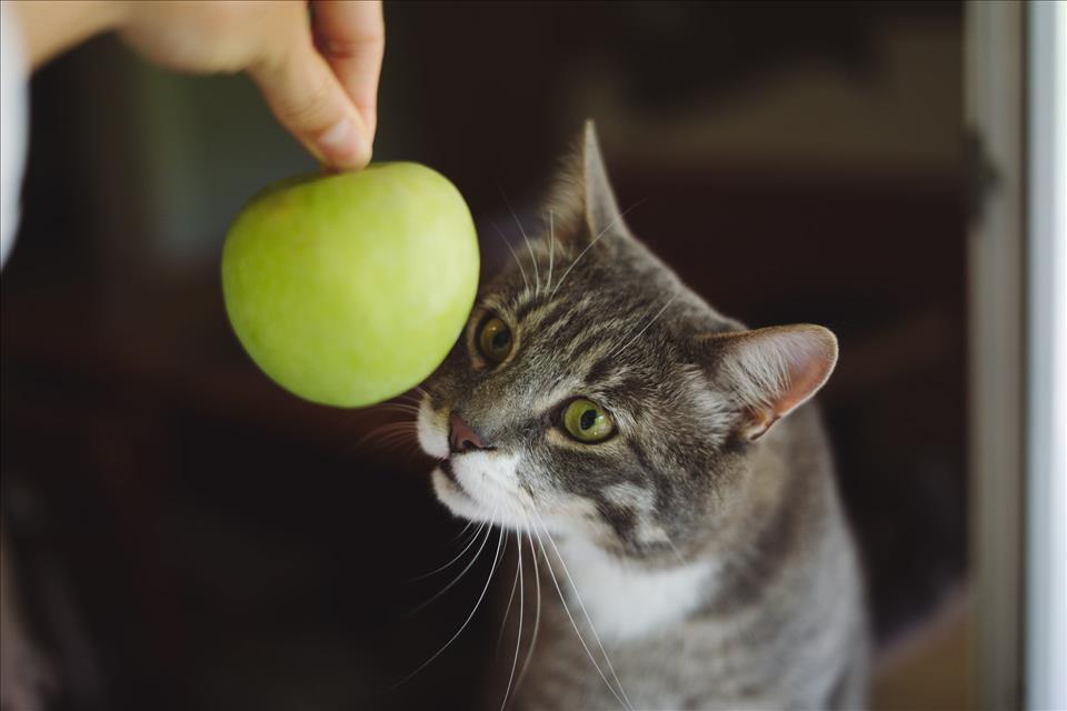 Is It Really Safe To Feed Your Cat A Vegan Diet?