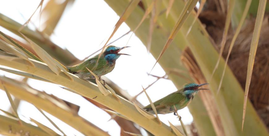 109 Migratory Bird Species Documented At Ayla Oasis - RSCN
