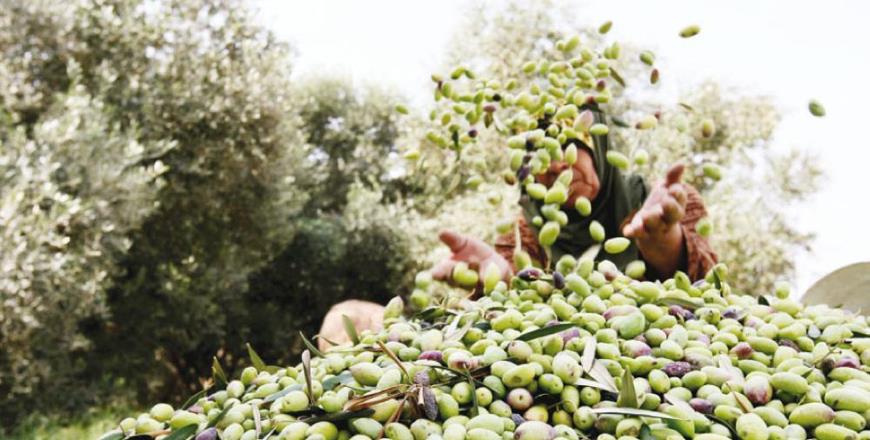 Olive Oil Producer Syndicate Expects Bumper Yield This Year