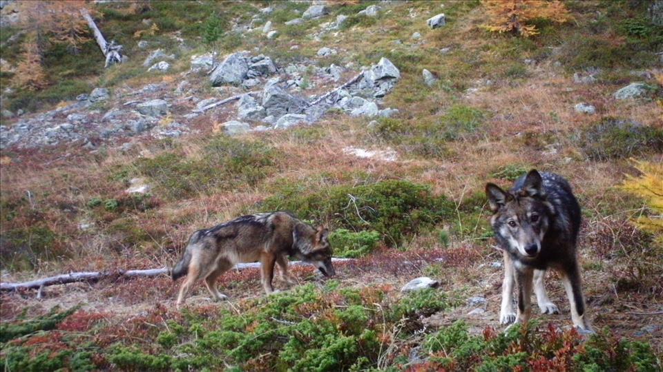 How Many Wolves Are Good For Switzerland?