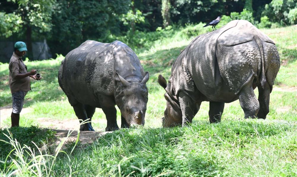 Bengal Forest Dept Scattering Areas For Free Movement Of One-Horned Rhinos
