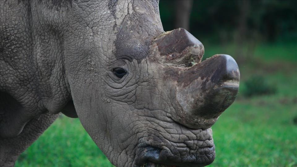 Swiss-Based Organisation Reports Some 'Good News' For Endangered Rhinos
