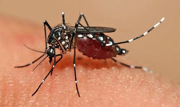 Dengue Cases Surge To 308 In KP, Peshawar Tops The List