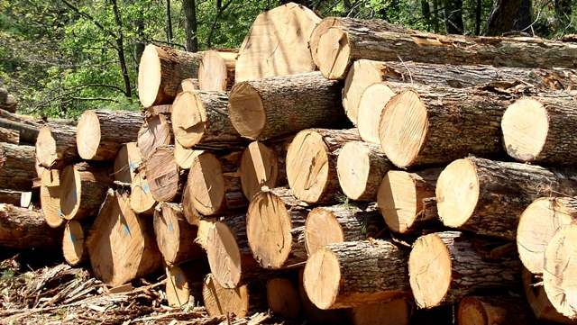Mansehra Forest Department Dismisses Officials For Timber Smuggling