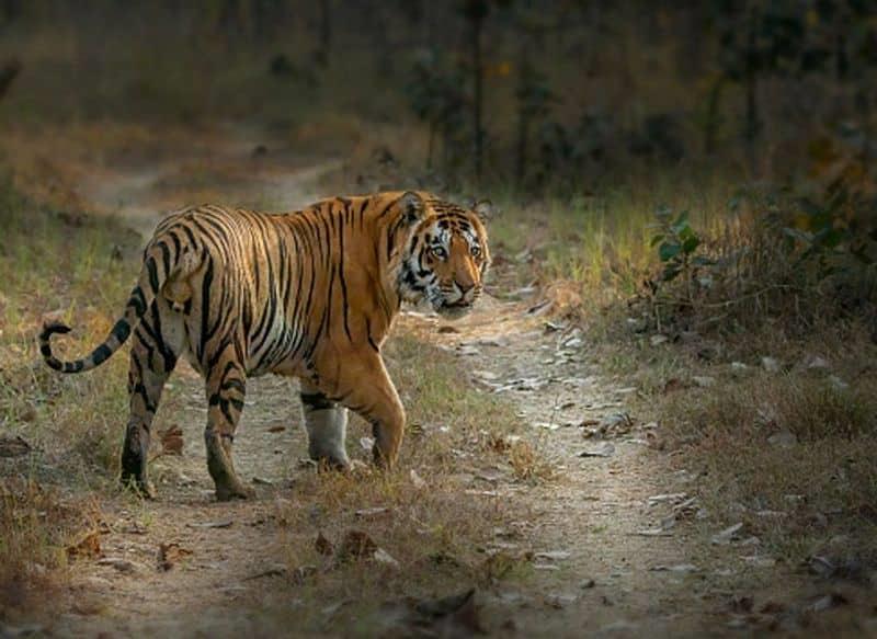 World Tourism Day 2023: Exploring India's 6 Wildlife Sanctuaries Beyond The Big Names