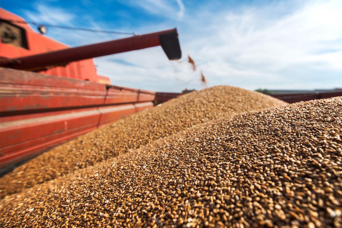 Kazakhstan Extends Ban On Wheat Imports