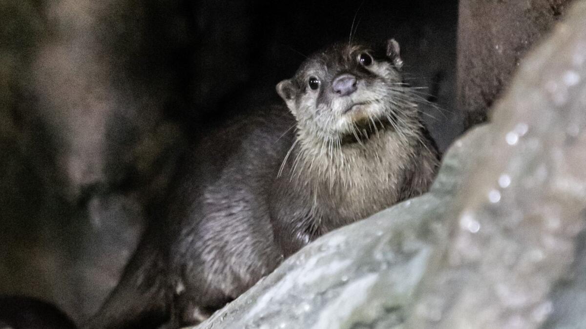 Look: World's Smallest Otters Become Latest Residents In Abu Dhabi