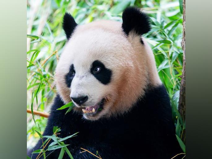 Giant Panda Fan Xing Leaves A Dutch Zoo For Her Home Country China