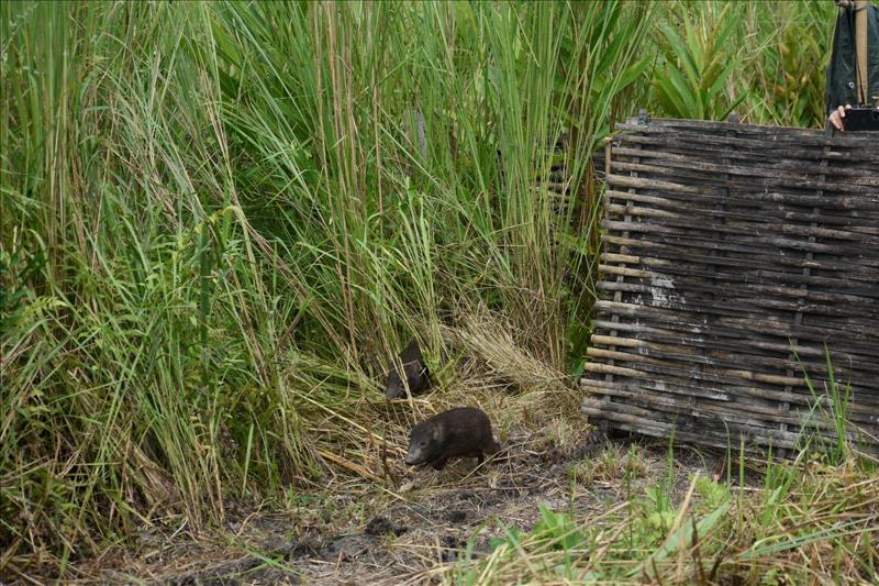 18 More Endangered Pygmy Hogs Return To Their Historical Home In Assam's Manas National Park