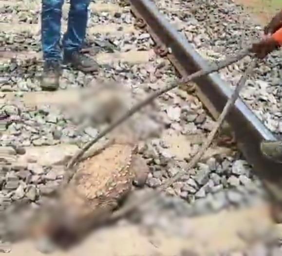 Crocodile Dies After Coming Under Train In K'taka