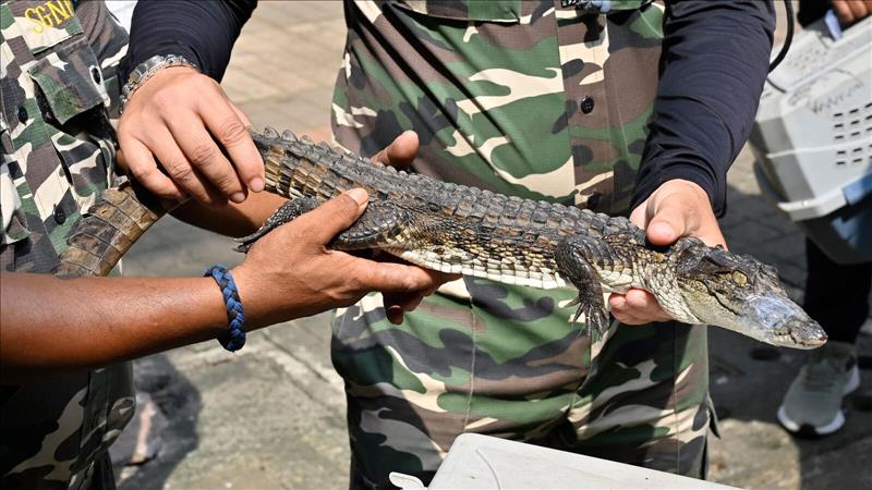 Bitten by love for crocodiles, reptile farmer is scaling up