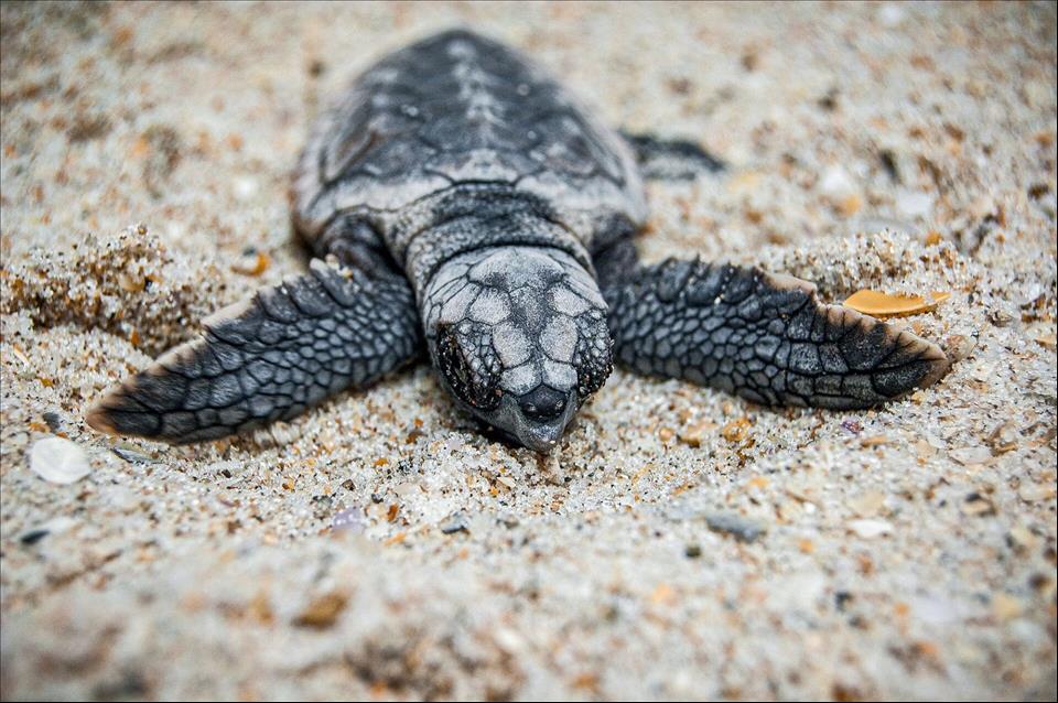 The Incredible Egg-Laying Process Of Sea Turtles | MENAFN.COM