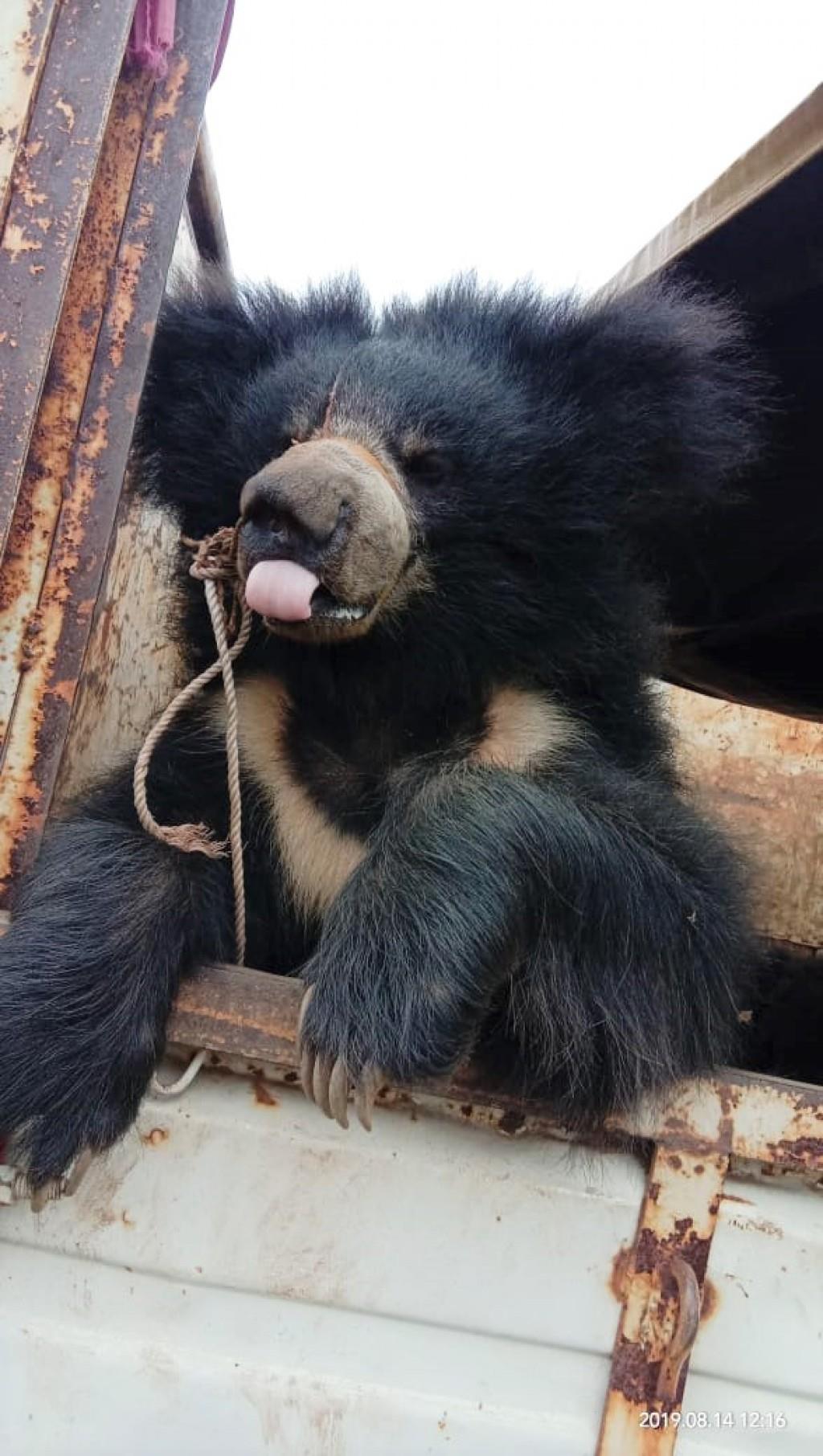 International Animal Rescue: From Dancing Bears To Conservation Crusade