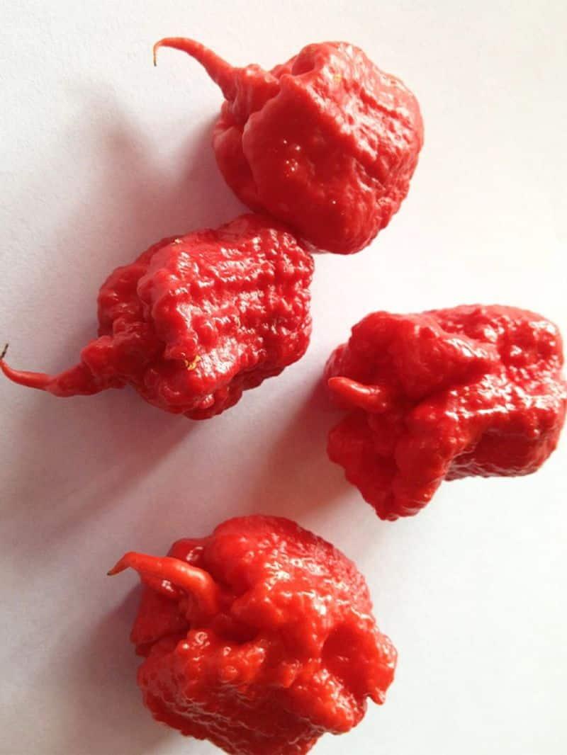 Guinness World Records Crowns a New Hottest Pepper: Pepper X