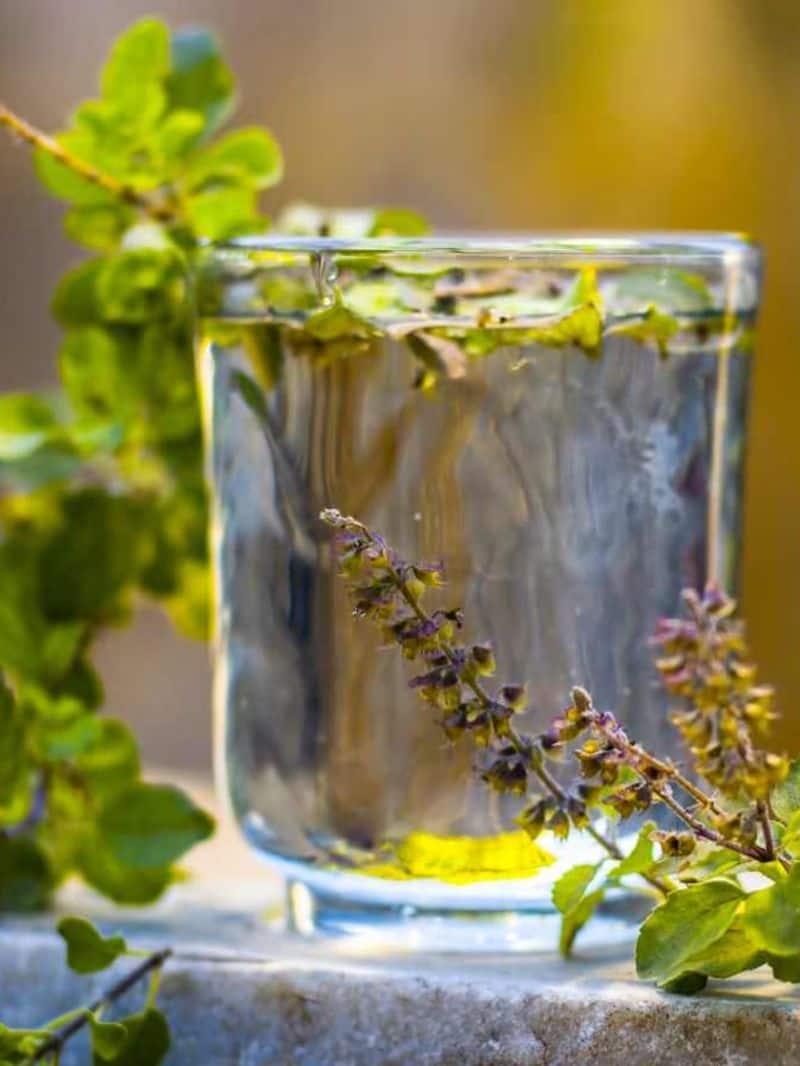 7 Benefits Of Drinking Tulsi Water A Natural Elixir For Wellness