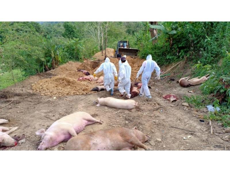 Ethnic Violence Hit Manipur Now Battling African Swine Fever