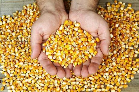 انخفاض ملموس على أسعار القمح والذرة والقهوة عالمياً