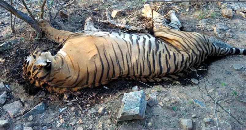 2,817 Animals Died In Odisha's Forests In Last Five Years