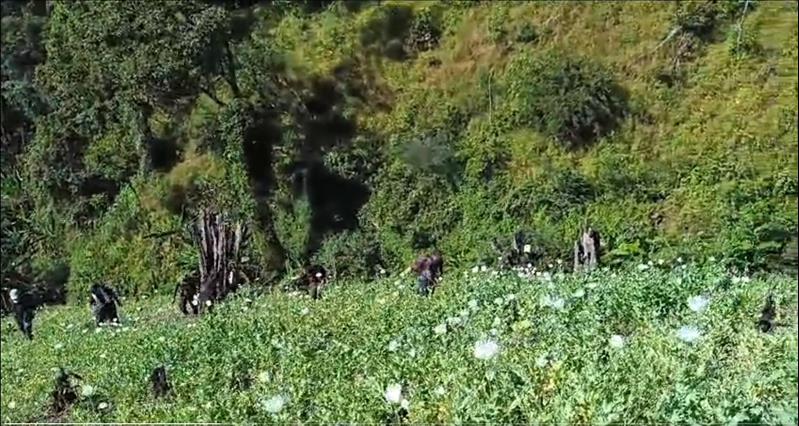 After Destruction Of Crop, Section Of Farmers In Manipur Try To Re-Cultivate Poppy For Making Drugs After Destruction Of Crop, Section Of Farmers In Manipur Try To Re-Cultivate Poppy For Making Drugs