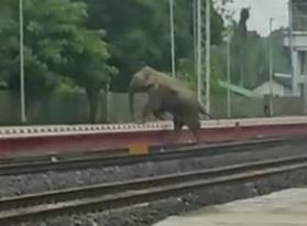 Elephant Corridors Need To Be Protected: Jairam Ramesh On Elephants Death In Bengal Train Collision