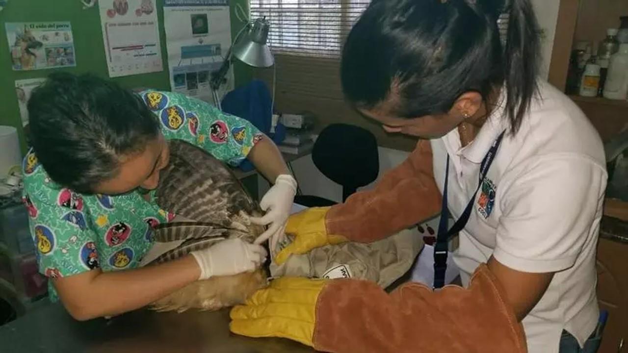 Wild Animals Clinic Delayed By Mining Crisis 80% Complete