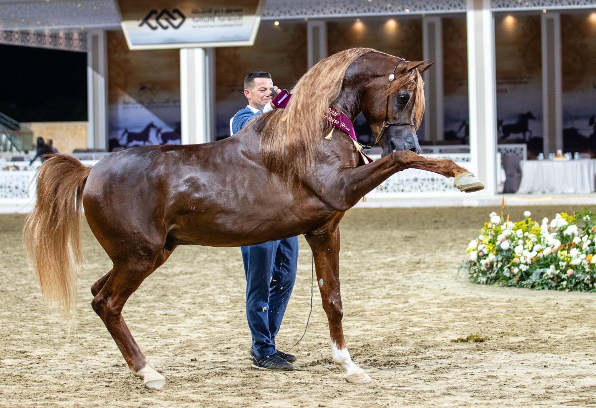 Hader Al Shaqab, D Fala Shine As Qatar National Arabian Horse Show Concludes