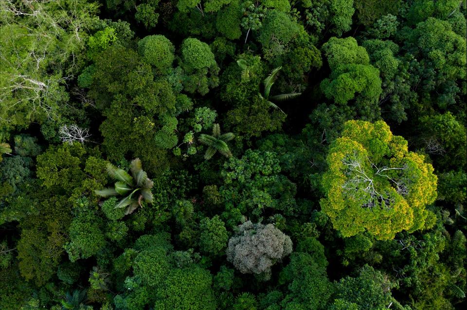 Can We Sustainably Harvest Trees From Tropical Forests? Yes  Here Are 5 Ways To Do It Better