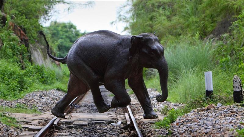 Gajraj System: Railways To Install AI-Based Surveillance System To Prevent Elephant Deaths On Tracks. 5 Points