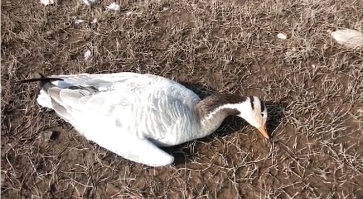 Two Held In UP After Video Showing Migratory Birds Being Killed Goes Viral