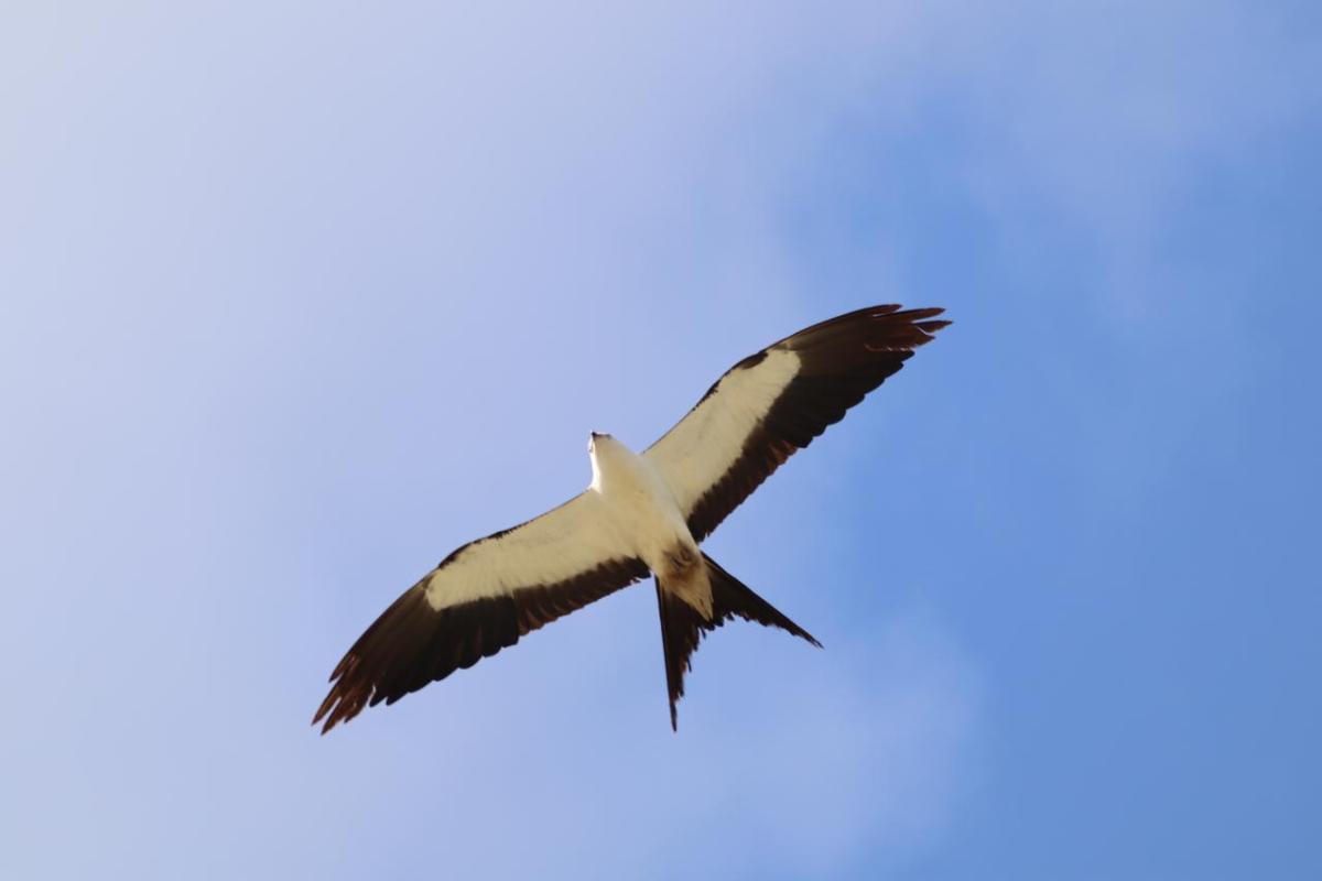 On World Wildlife Conservation Day, IP Celebrates Swallow-Tailed Kites' Return Through Sustainable Forestry, Grant To Expand Conservation Efforts