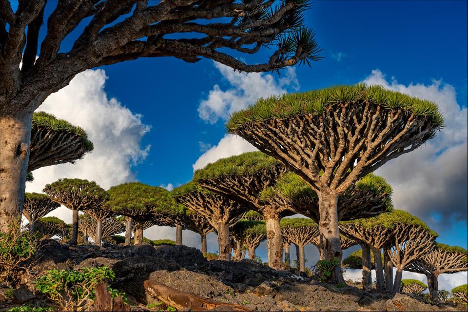 Socotra Archipelago: Why The Emiratis Have Set Their Sights On The Arab World's Garden Of Eden
