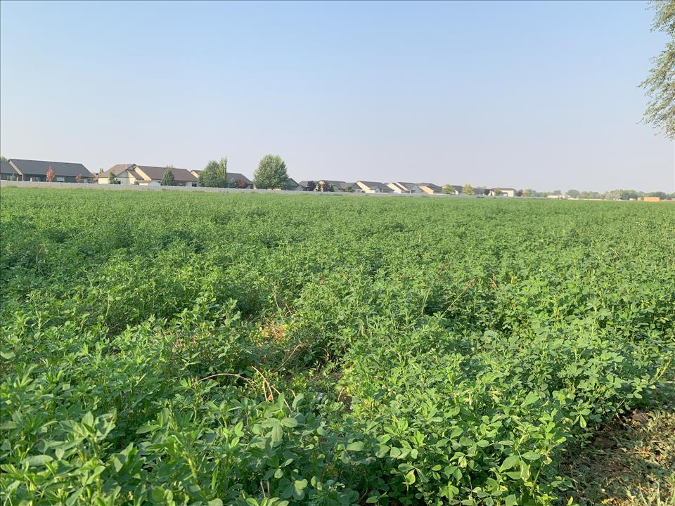 Glyphosate, The Active Ingredient In The Weedkiller Roundup, Is Showing