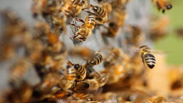 Six Labourers Injured In Bee Attack In UP’S Barabanki