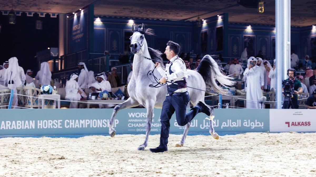 World Arabian Horse Championship Delivers Unforgettable Equine Grandeur