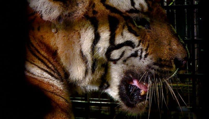 Kerala: 7 Killed In Tiger Attacks In Wayanad Over Last 8 Years, Says Report