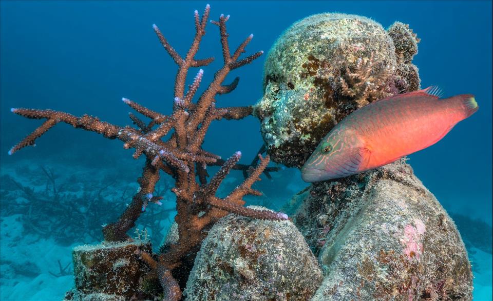 How An Underwater Sculpture Trail Plays A Role In The Health  And Beauty  Of The Great Barrier Reef