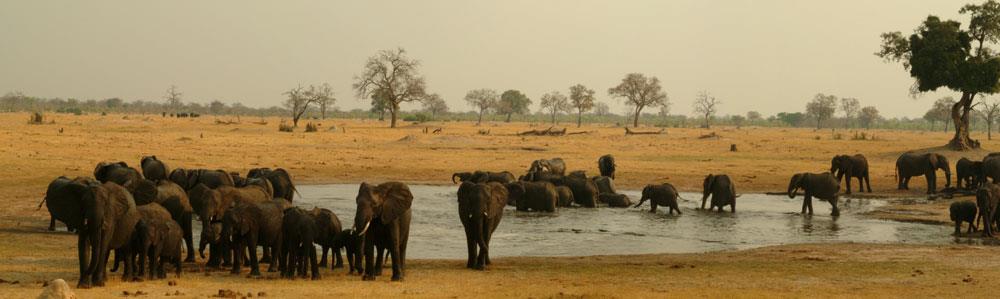 100 Elephants Die In Zimbabwe's Largest Game Reserve From El Nino ...