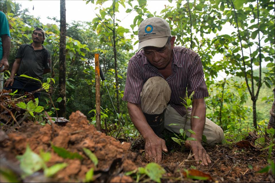 Paying People To Replant Tropical Forests − And Letting Them Harvest The Timber − Can Pay Off 4684